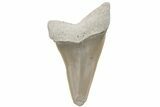 Fossil Mako Tooth - Lee Creek (Aurora), NC #220186-1
